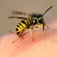 Wasp Removal Preston