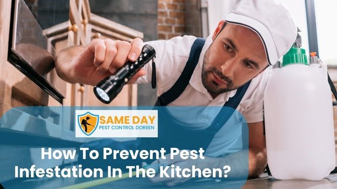 Pest Infestation in the Kitchen