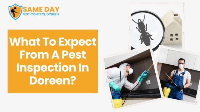 Top 4 Reasons To Hire Professional Pest Control Experts To Treat A Pest Infestation