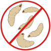 Maggot Control Doreen